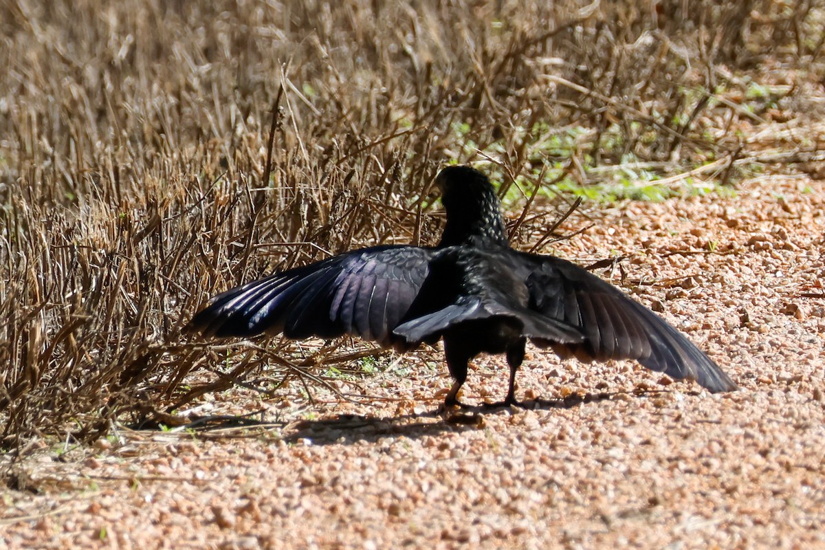 Groove-billed Ani - ML642365784