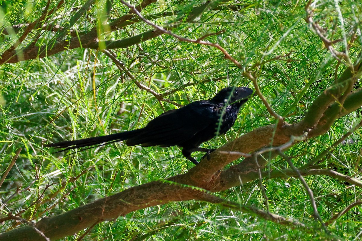 Groove-billed Ani - ML642365785
