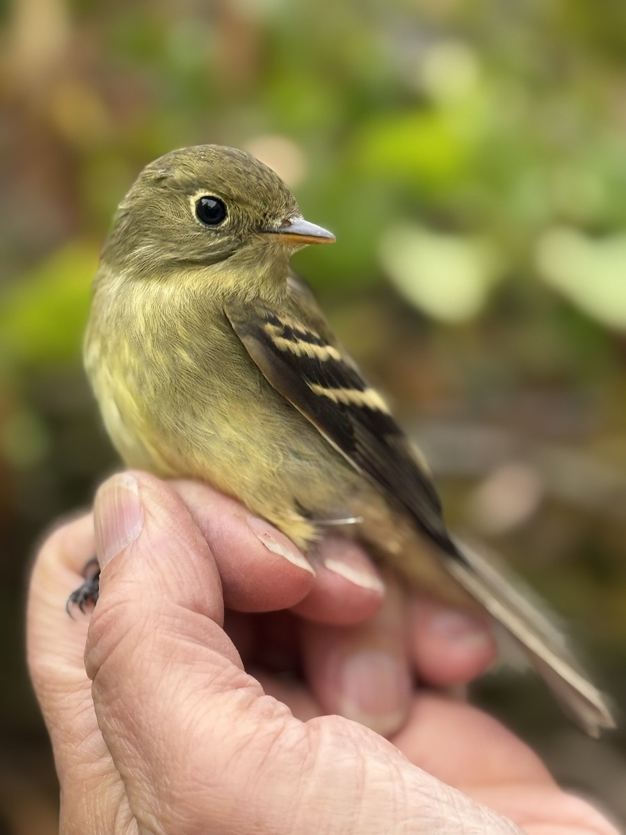 Yellow-bellied Flycatcher - ML642365787