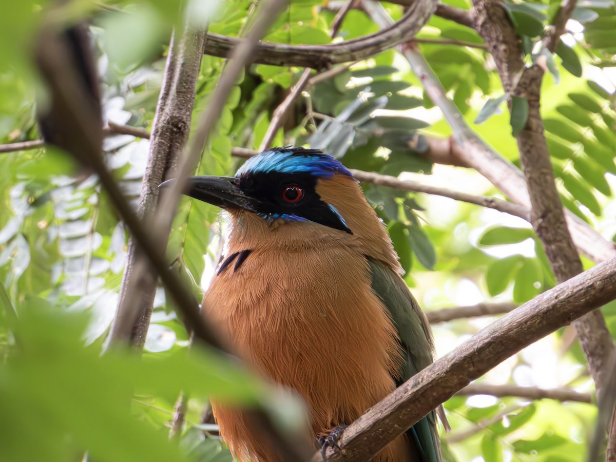 Whooping Motmot - ML642365789