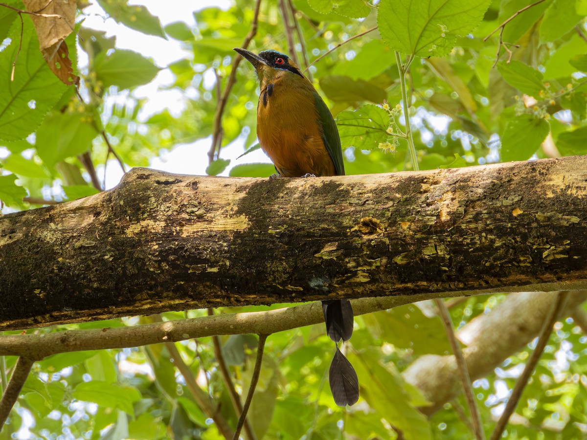 Whooping Motmot - ML642365790
