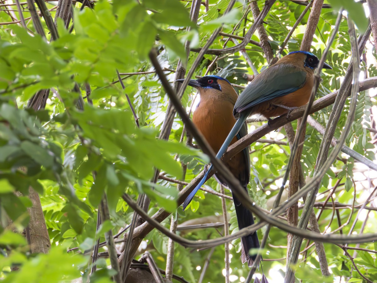 Whooping Motmot - ML642365791