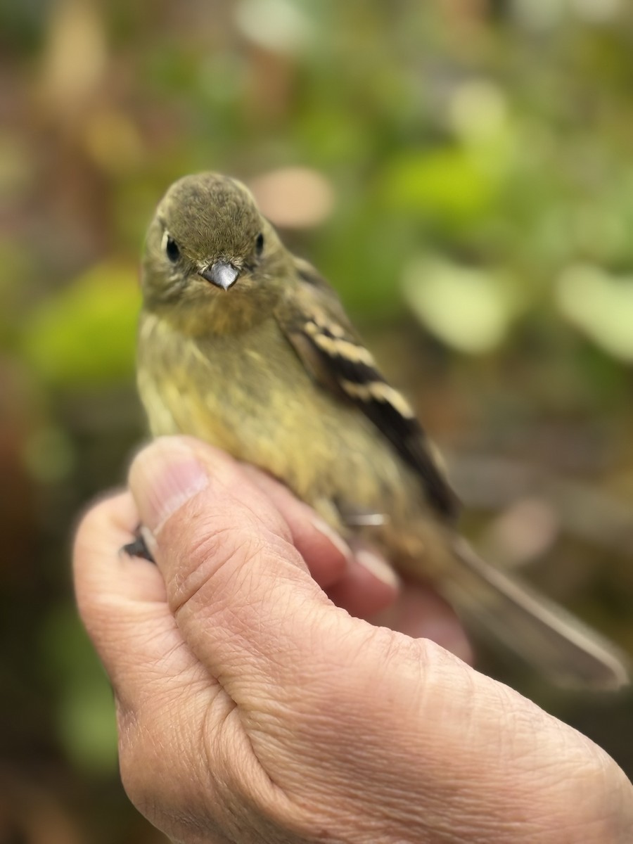 Yellow-bellied Flycatcher - ML642365792