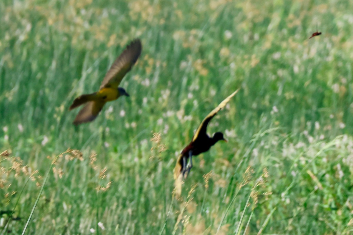 Northern Jacana - ML642365795
