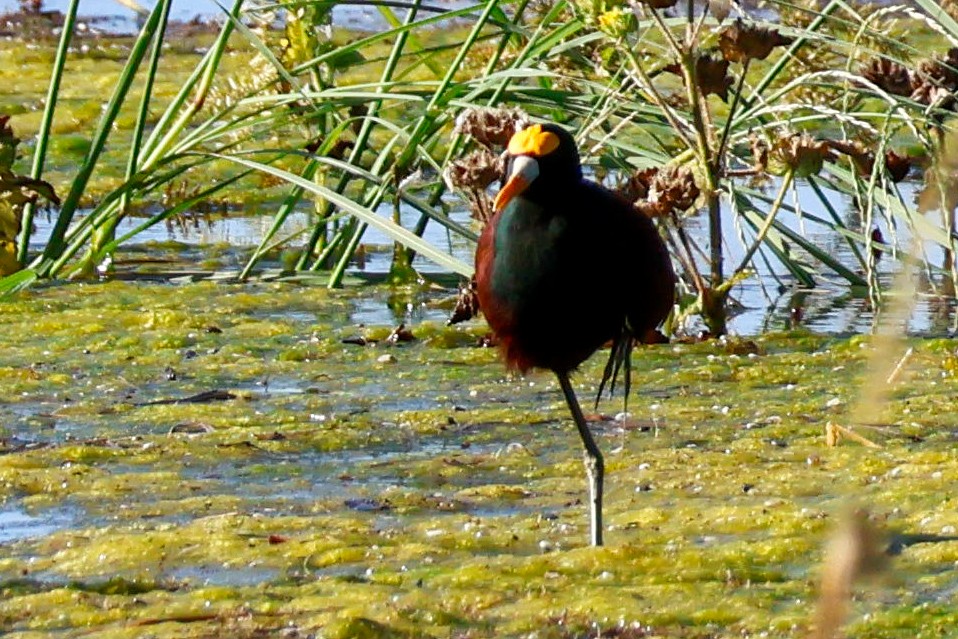 Northern Jacana - ML642365796