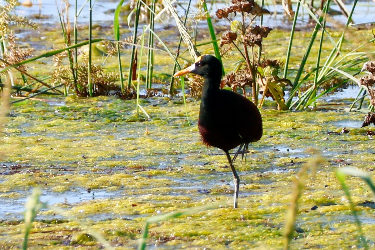 Northern Jacana - ML642365797