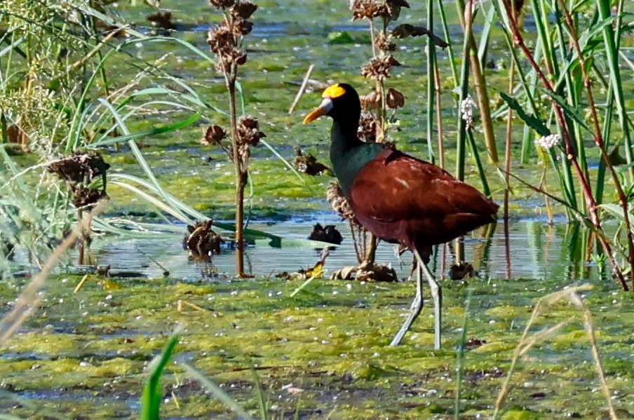 Northern Jacana - ML642365798