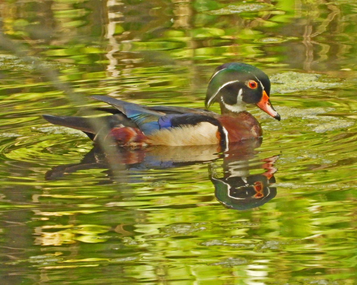 Wood Duck - ML642365799