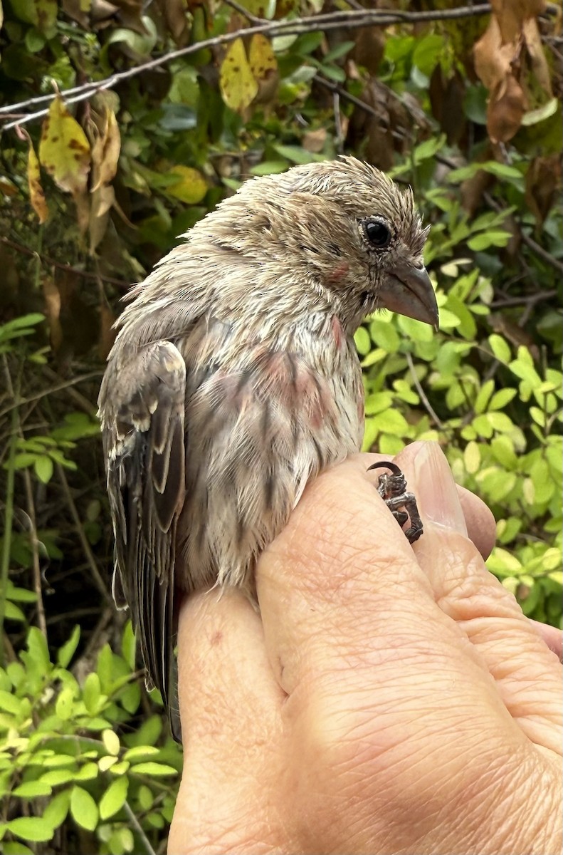 House Finch - ML642365800