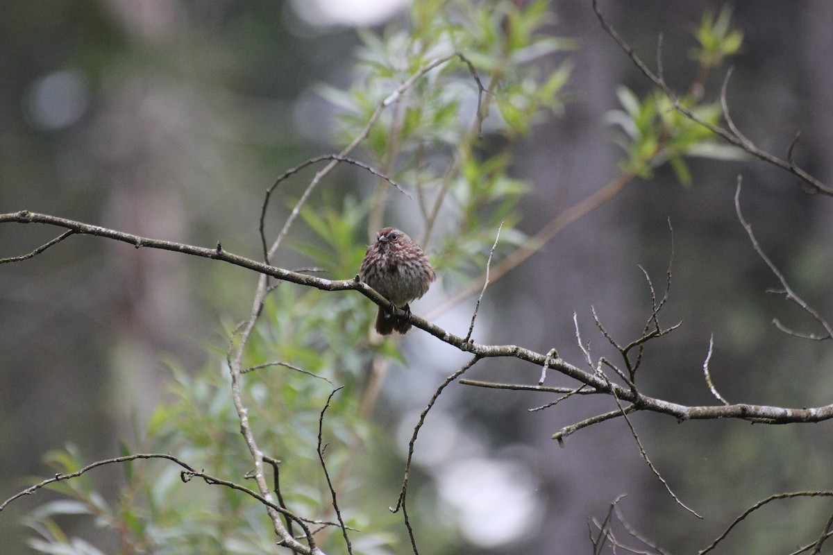 Song Sparrow - ML642365801