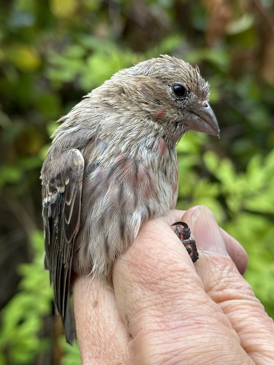House Finch - ML642365803