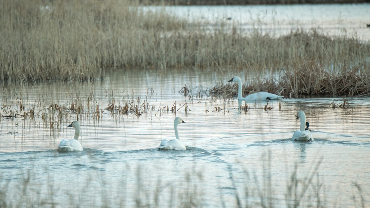 Cigno minore - ML642365805