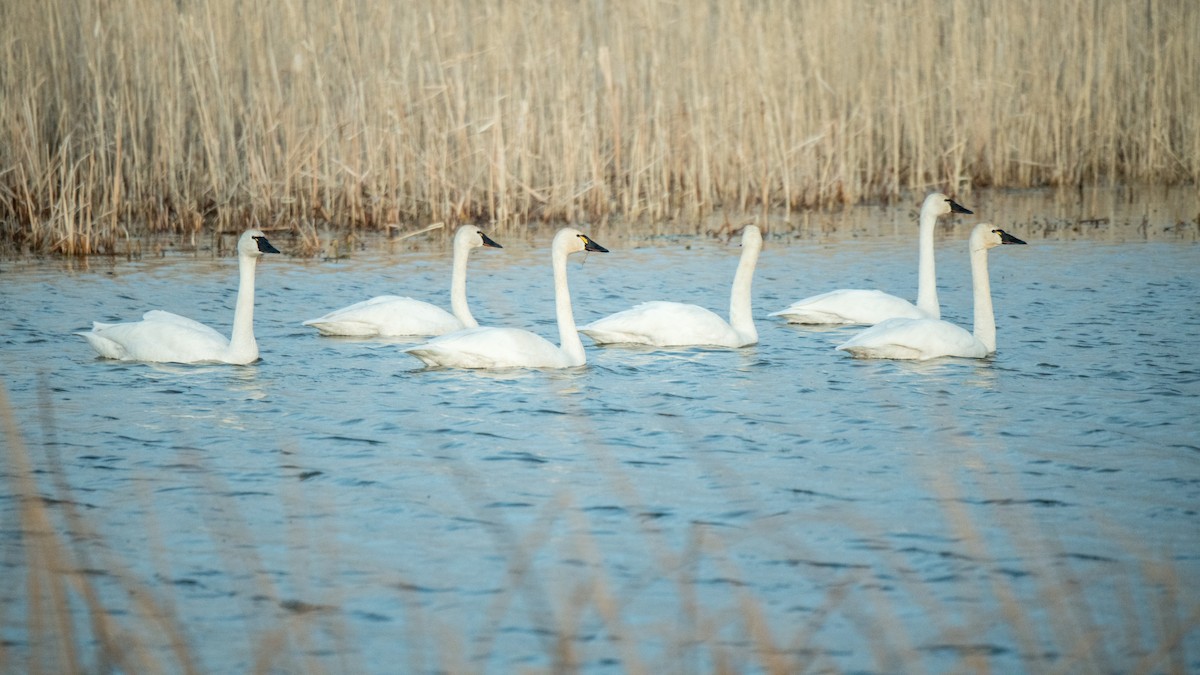 Cigno minore - ML642365806