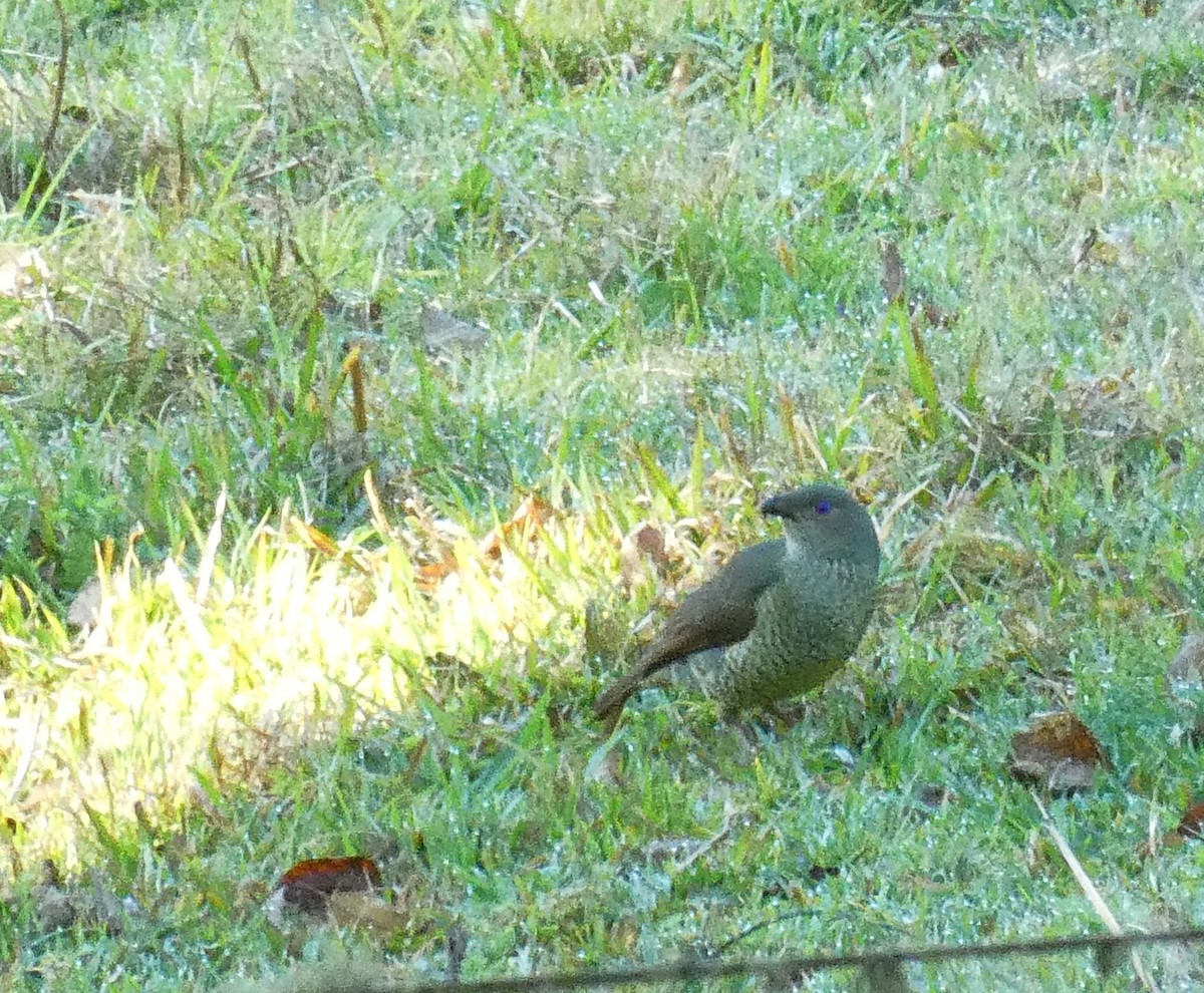 Satin Bowerbird - ML642365808