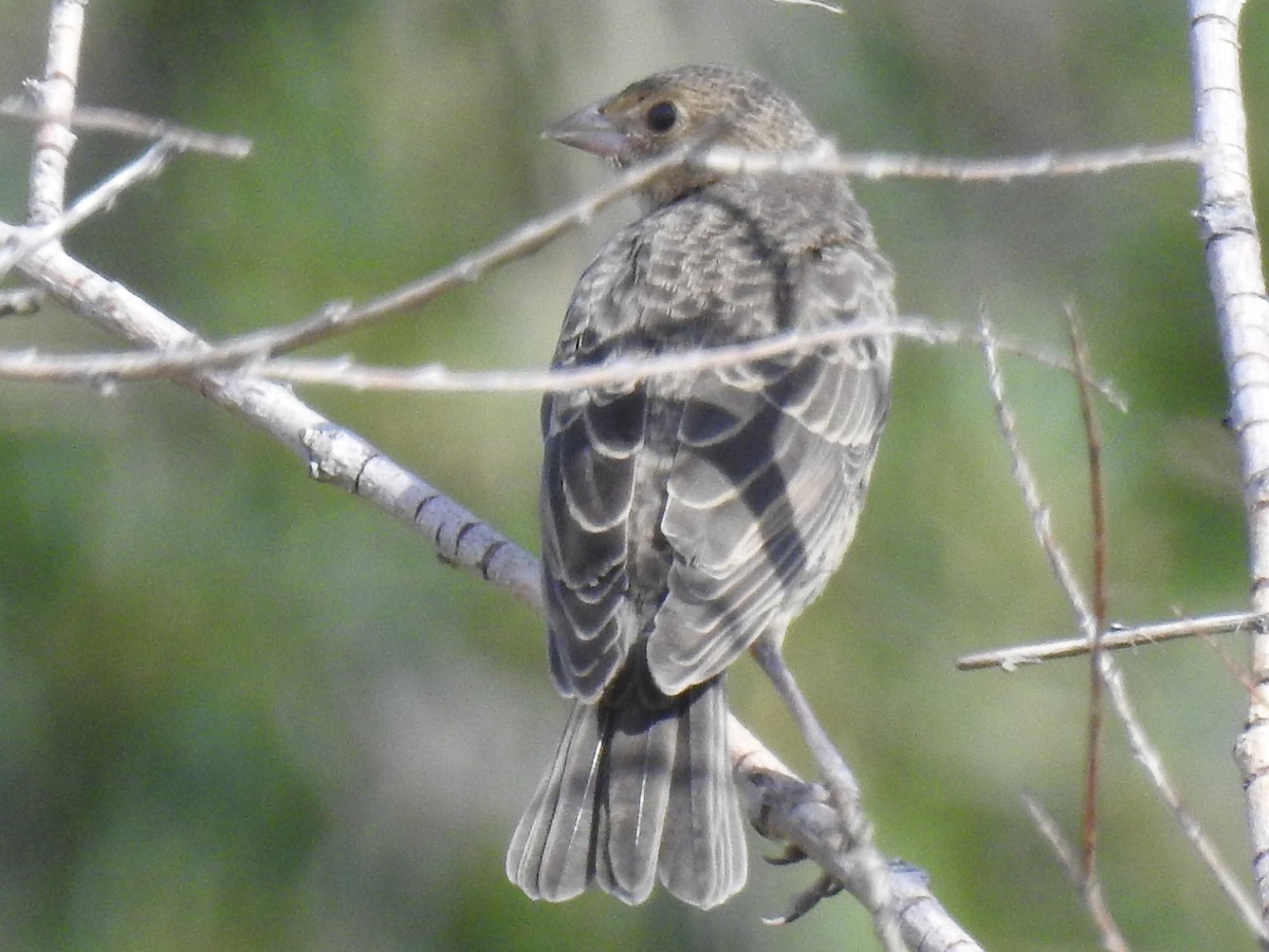 Brown-headed Cowbird - ML64236581