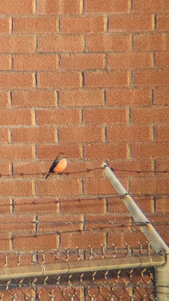 Vermilion Flycatcher - ML642365811