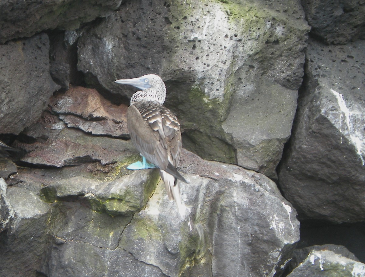 Blue-footed Booby - ML642365813