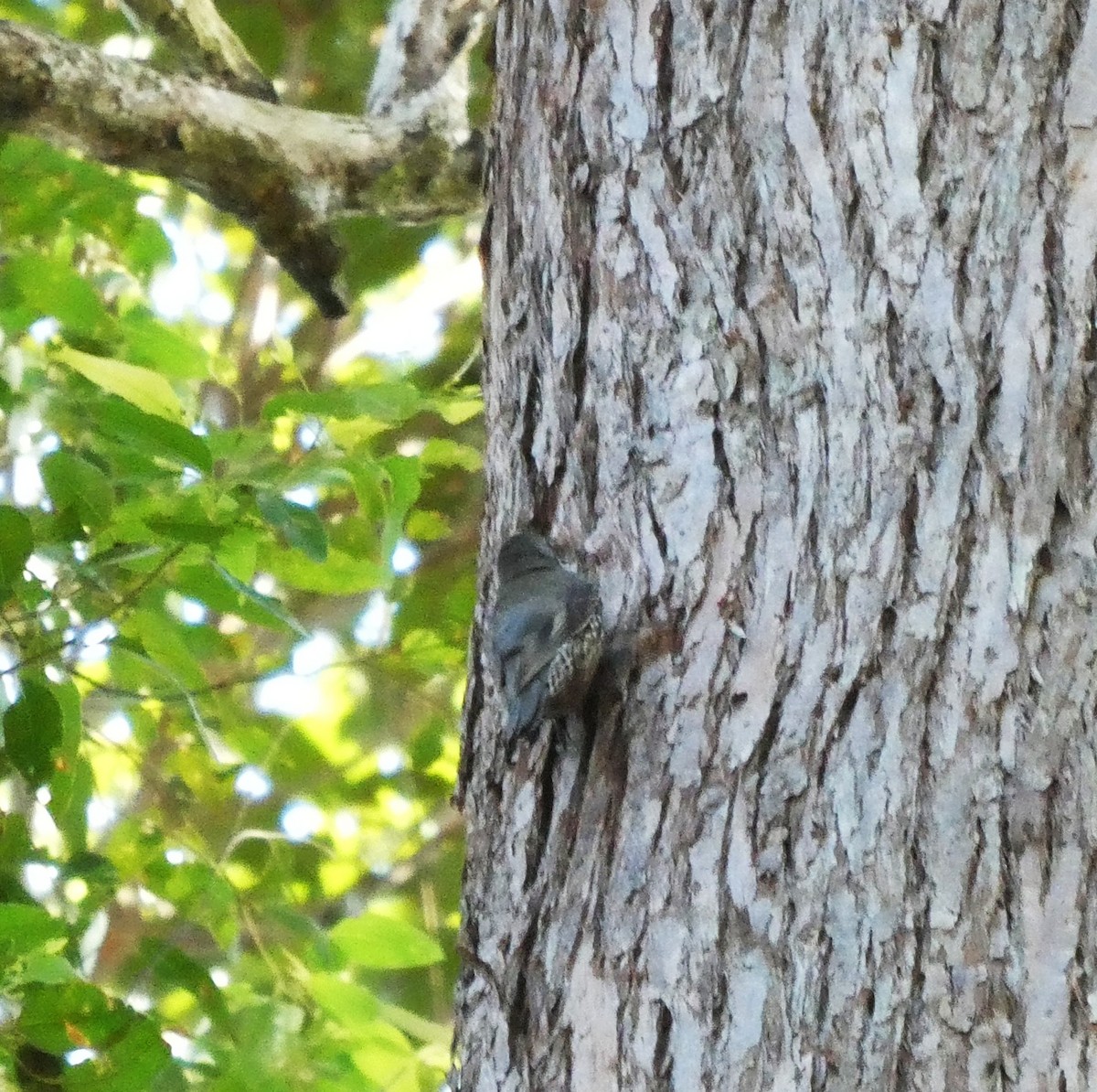 White-throated Treecreeper - ML642365814