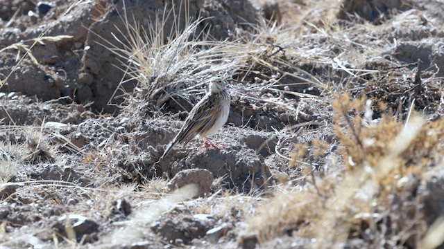 Puna Pipit - ML642365818