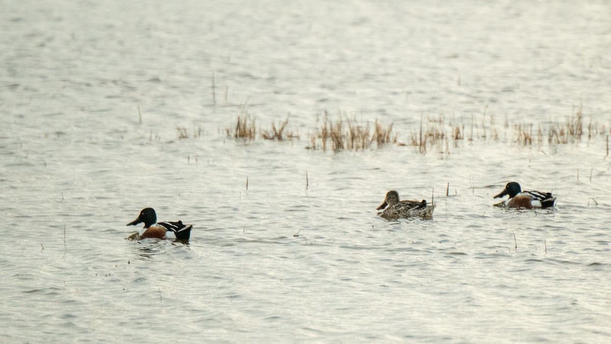Northern Shoveler - ML642365819