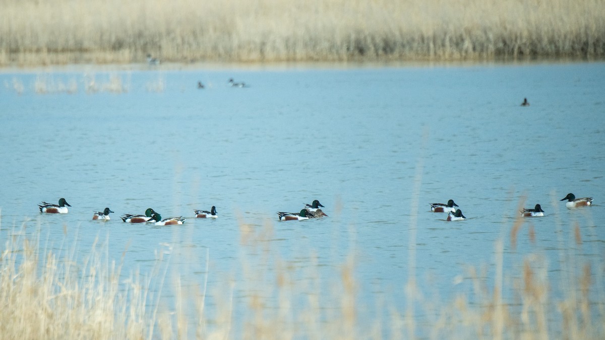 Northern Shoveler - ML642365821