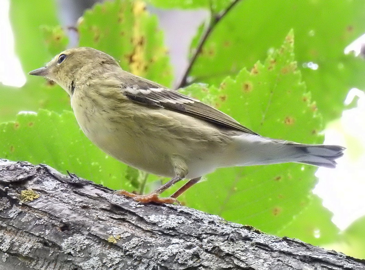 Blackpoll Warbler - ML642365822