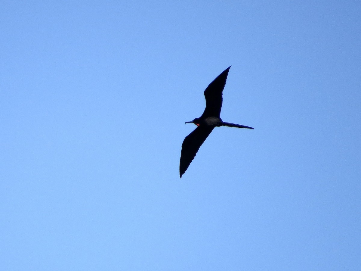 Magnificent Frigatebird - ML642365825