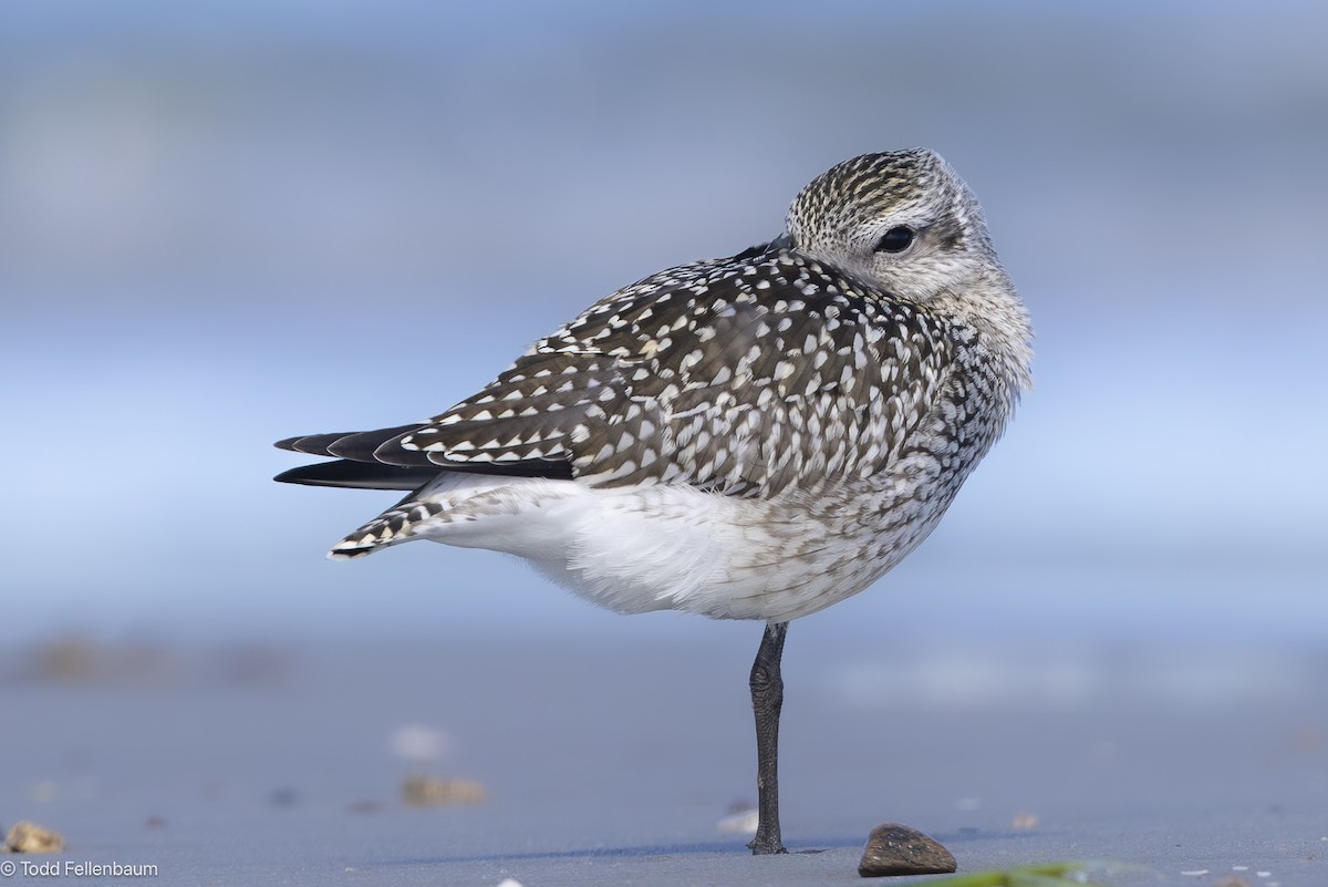 Black-bellied Plover - ML642365835