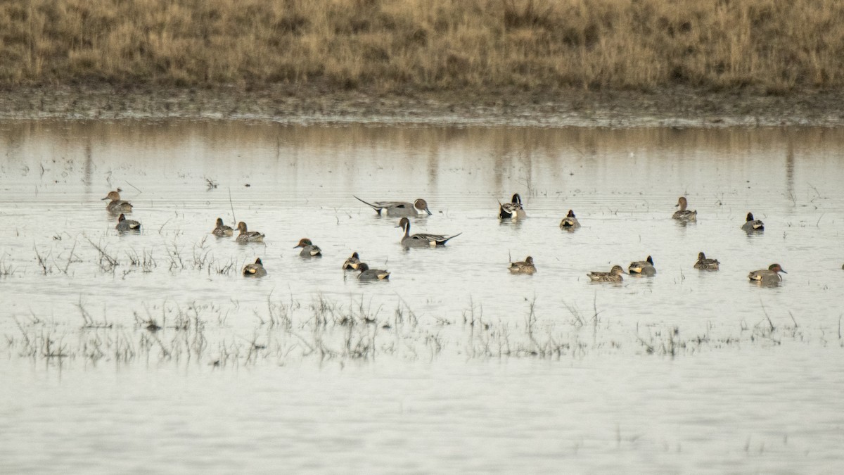 Green-winged Teal - ML642365841