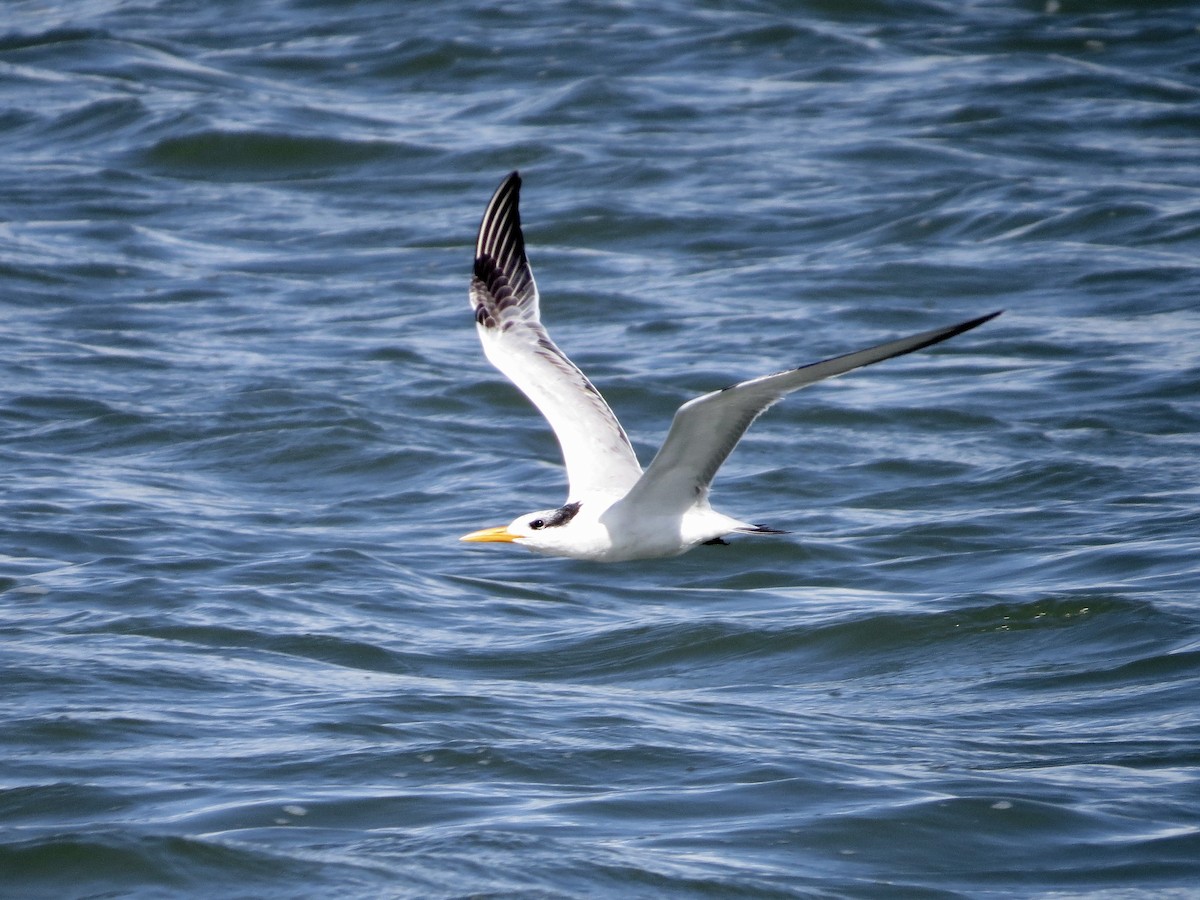 Royal Tern - ML642365844