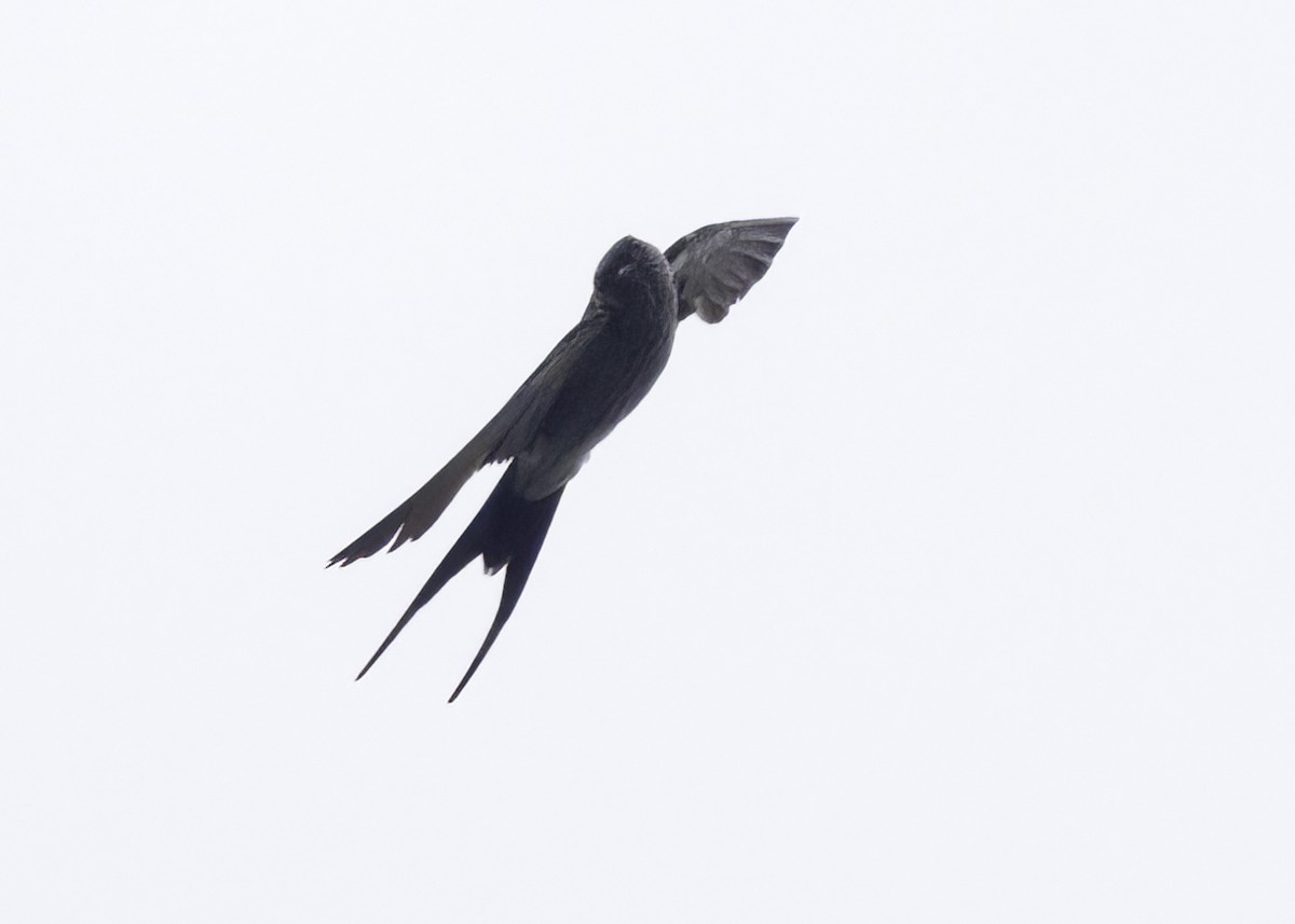 Eastern Red-rumped Swallow - ML642365846