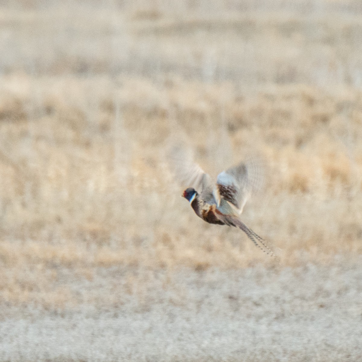 Ring-necked Pheasant - ML642365847