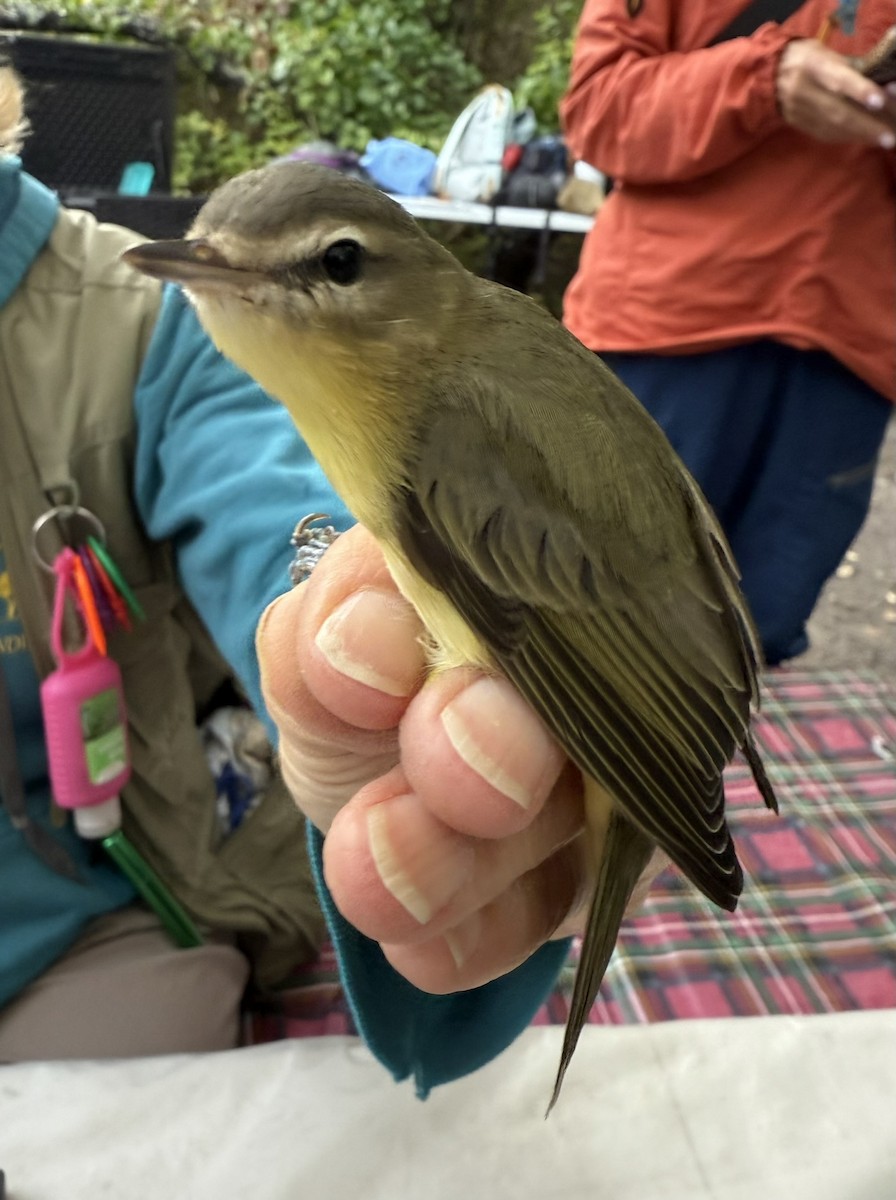 Philadelphia Vireo - ML642365848
