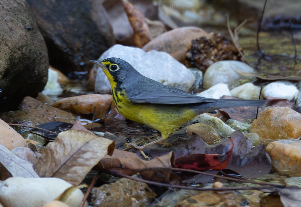 Canada Warbler - ML642365850