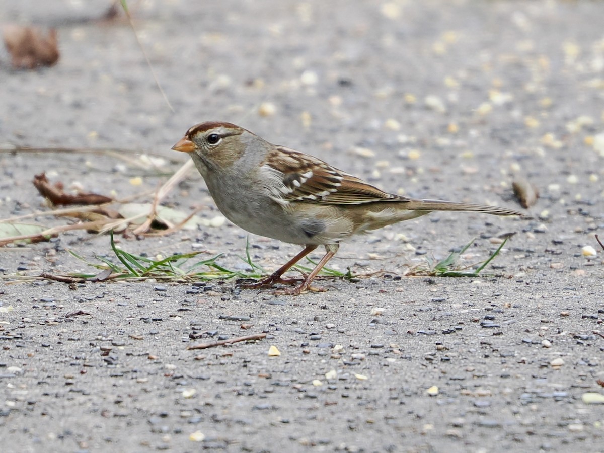 White-crowned Sparrow - ML642365851