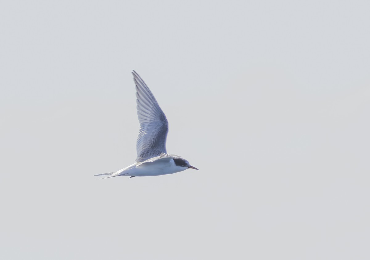 Arctic Tern - ML642365852