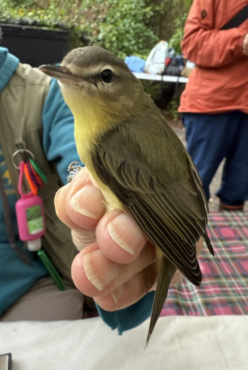 Philadelphia Vireo - ML642365854