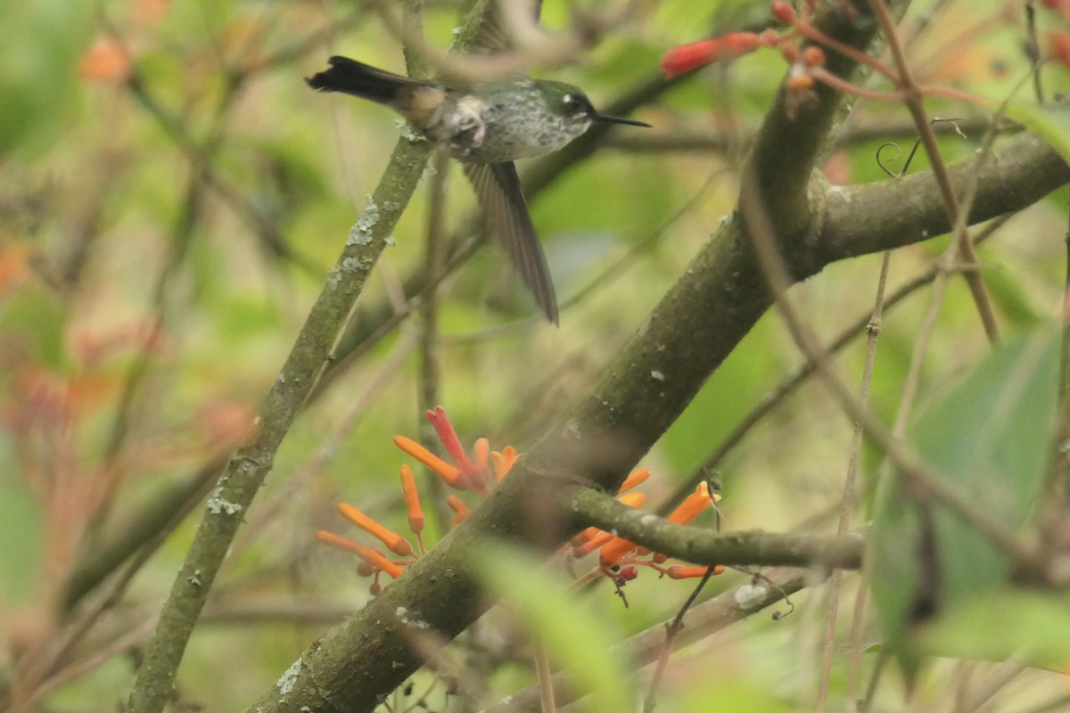 White-booted Racket-tail - ML642365855