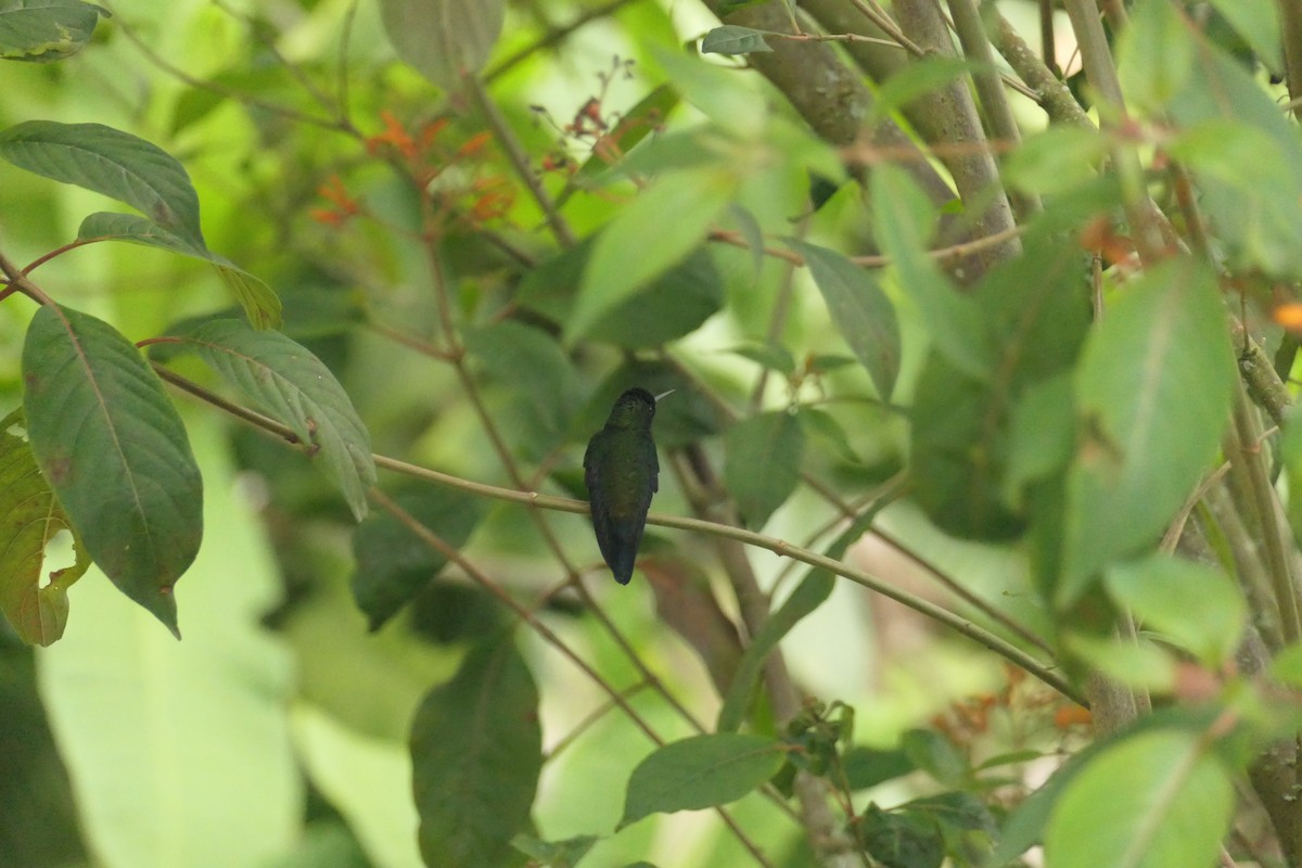 hummingbird sp. - ML642365857