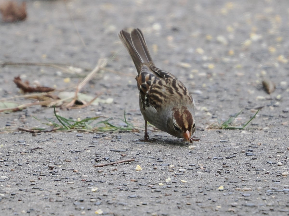White-crowned Sparrow - ML642365859