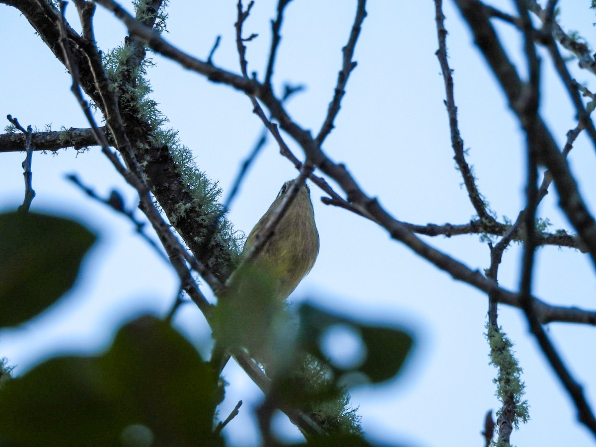 Ruby-crowned Kinglet - ML642365860