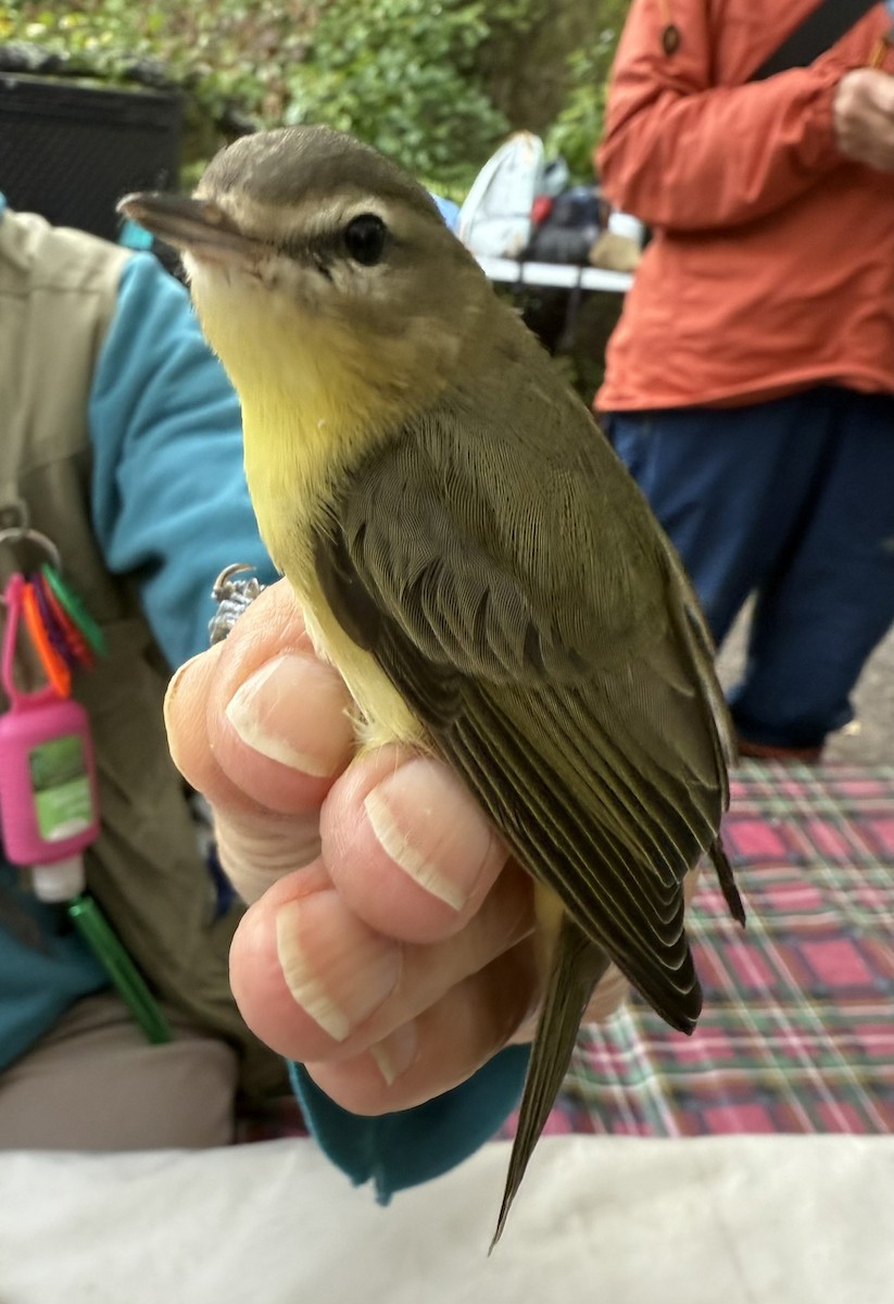 Philadelphia Vireo - ML642365864