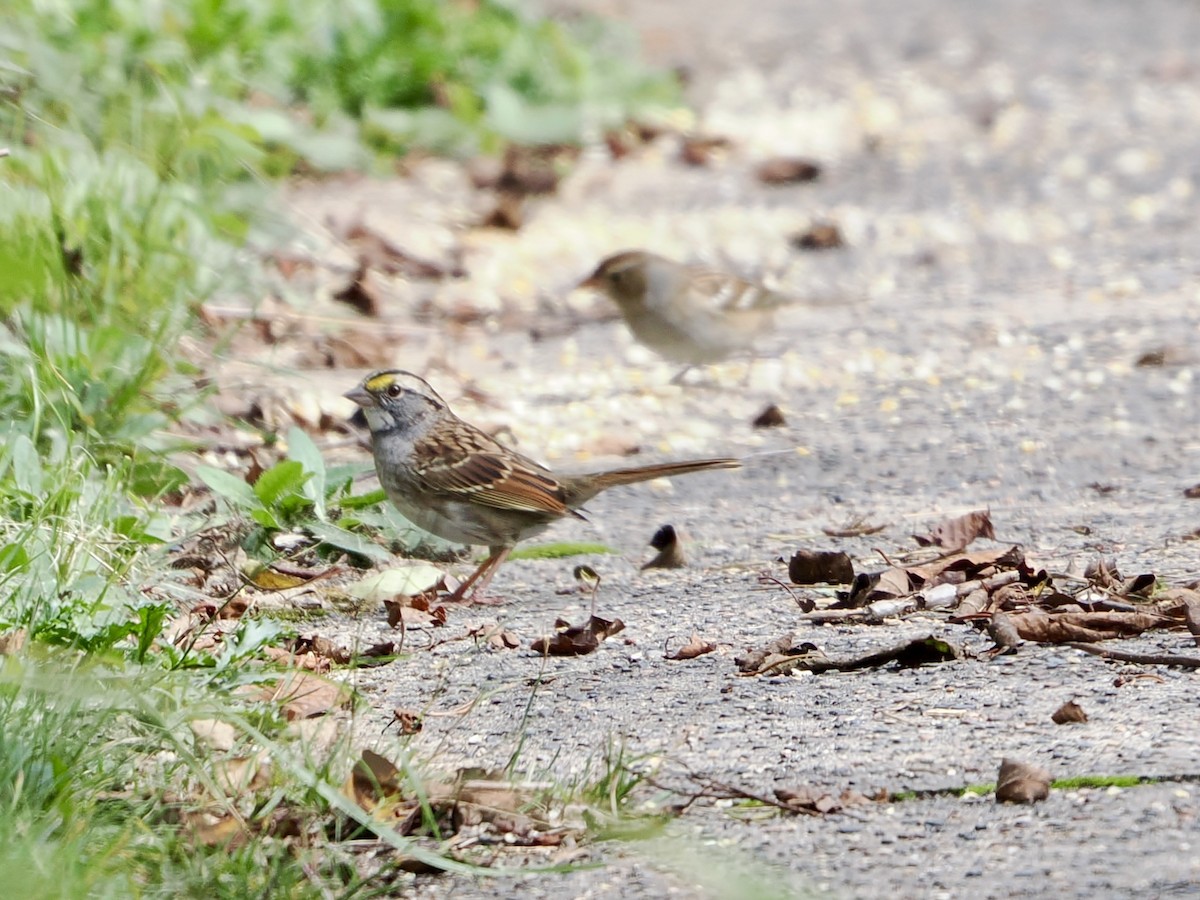 White-throated Sparrow - ML642365865