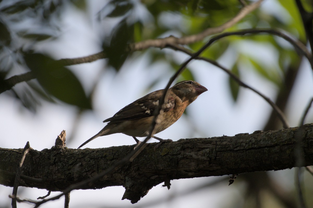 Rose-breasted Grosbeak - ML642365868
