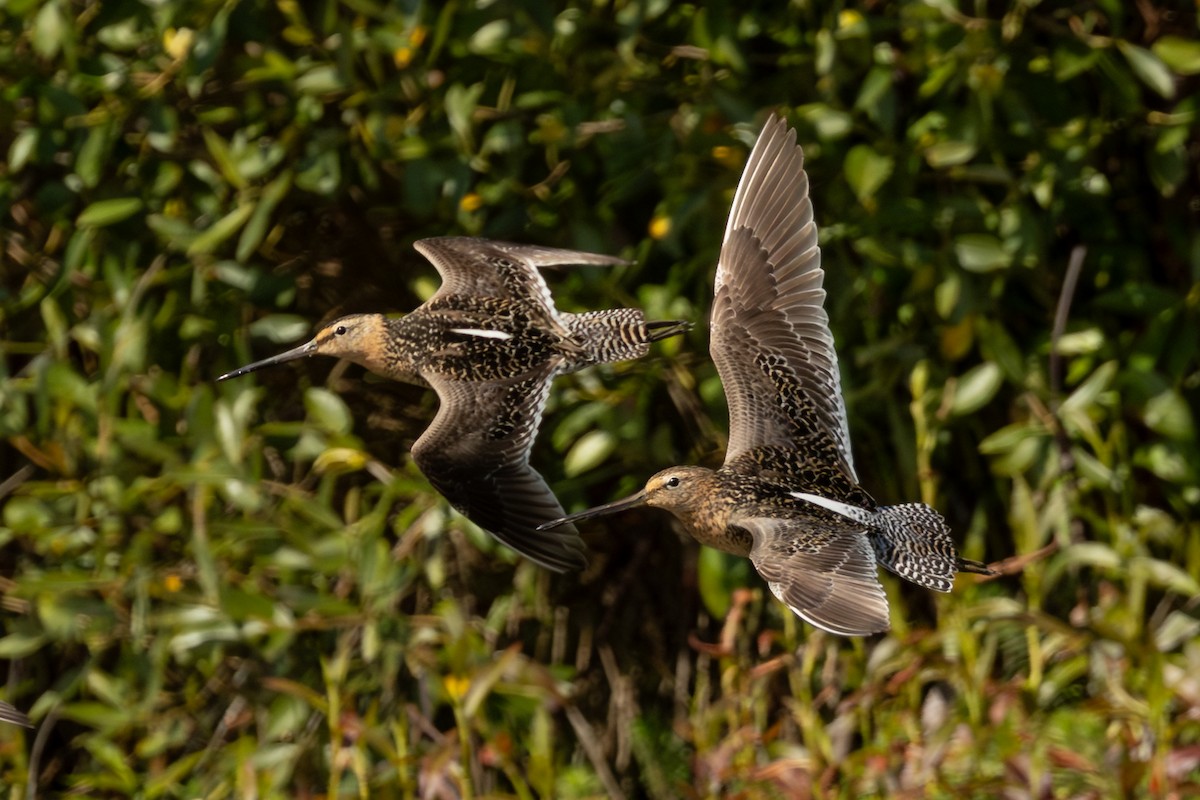 Long-billed Dowitcher - ML642365870