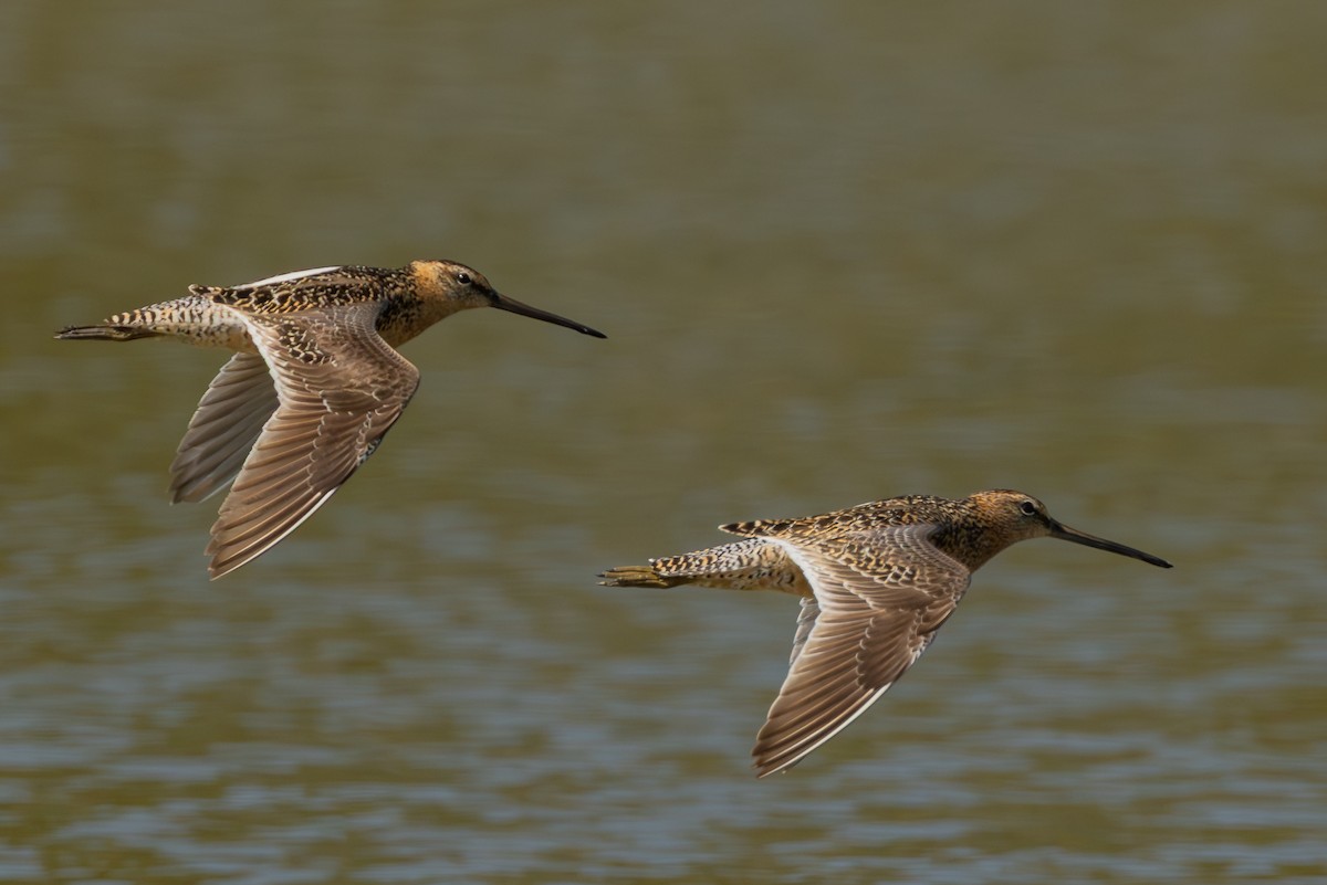 Long-billed Dowitcher - ML642365871