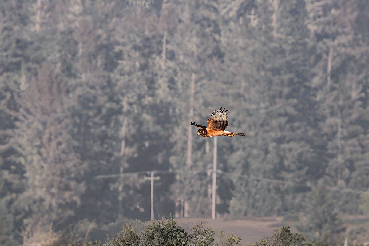 Northern Harrier - ML642365872