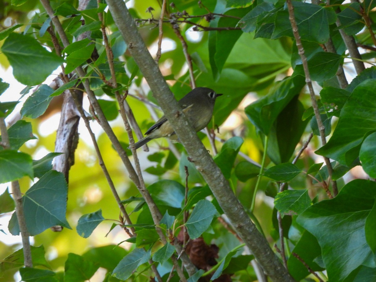 Ruby-crowned Kinglet - ML642365873