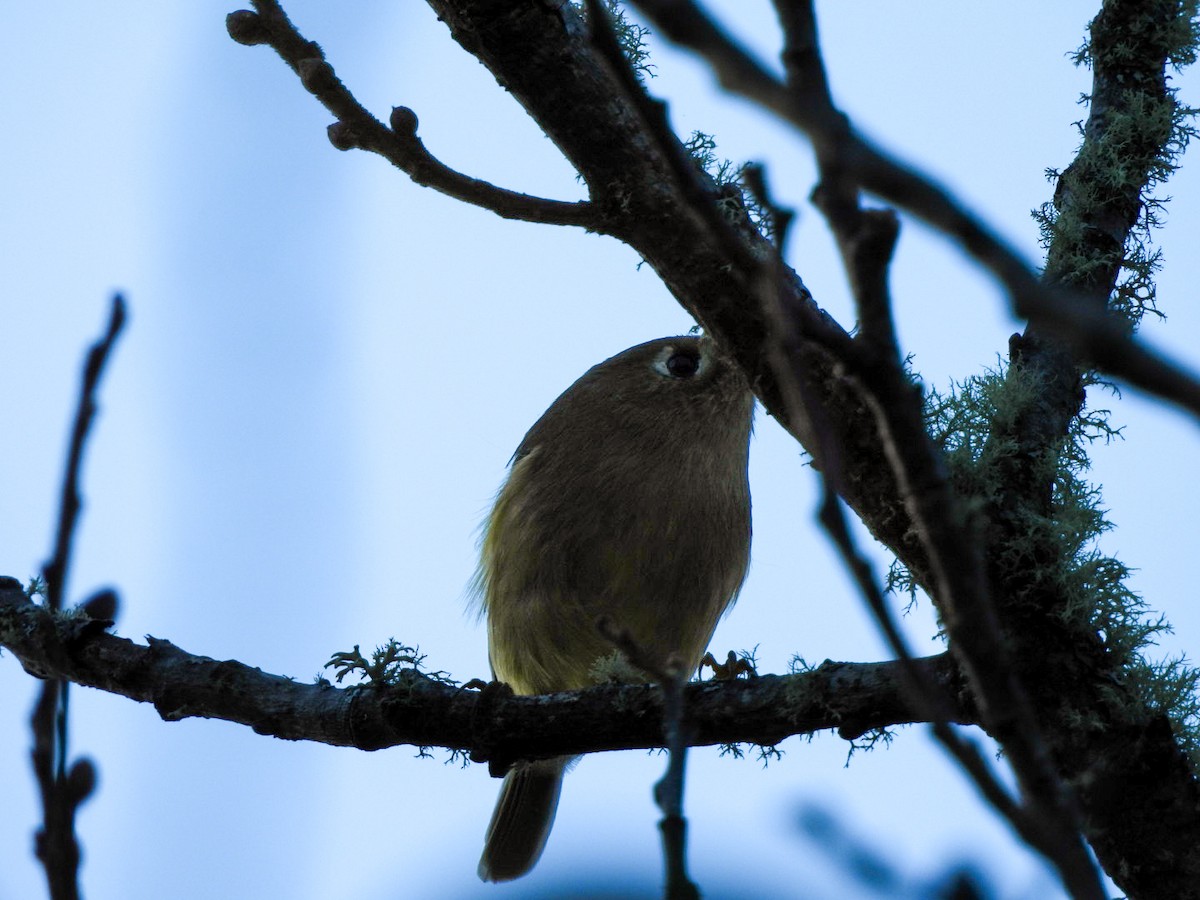 Ruby-crowned Kinglet - ML642365875