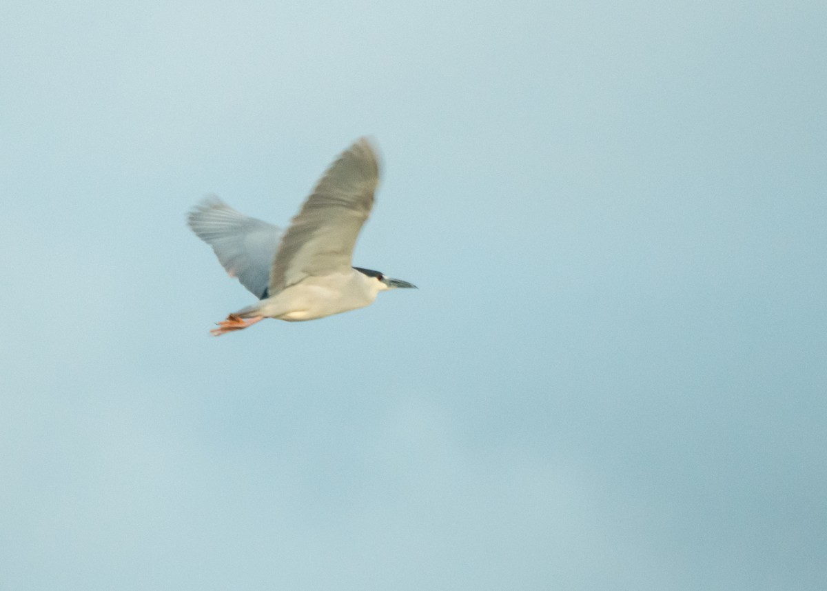 Black-crowned Night Heron - ML642365876